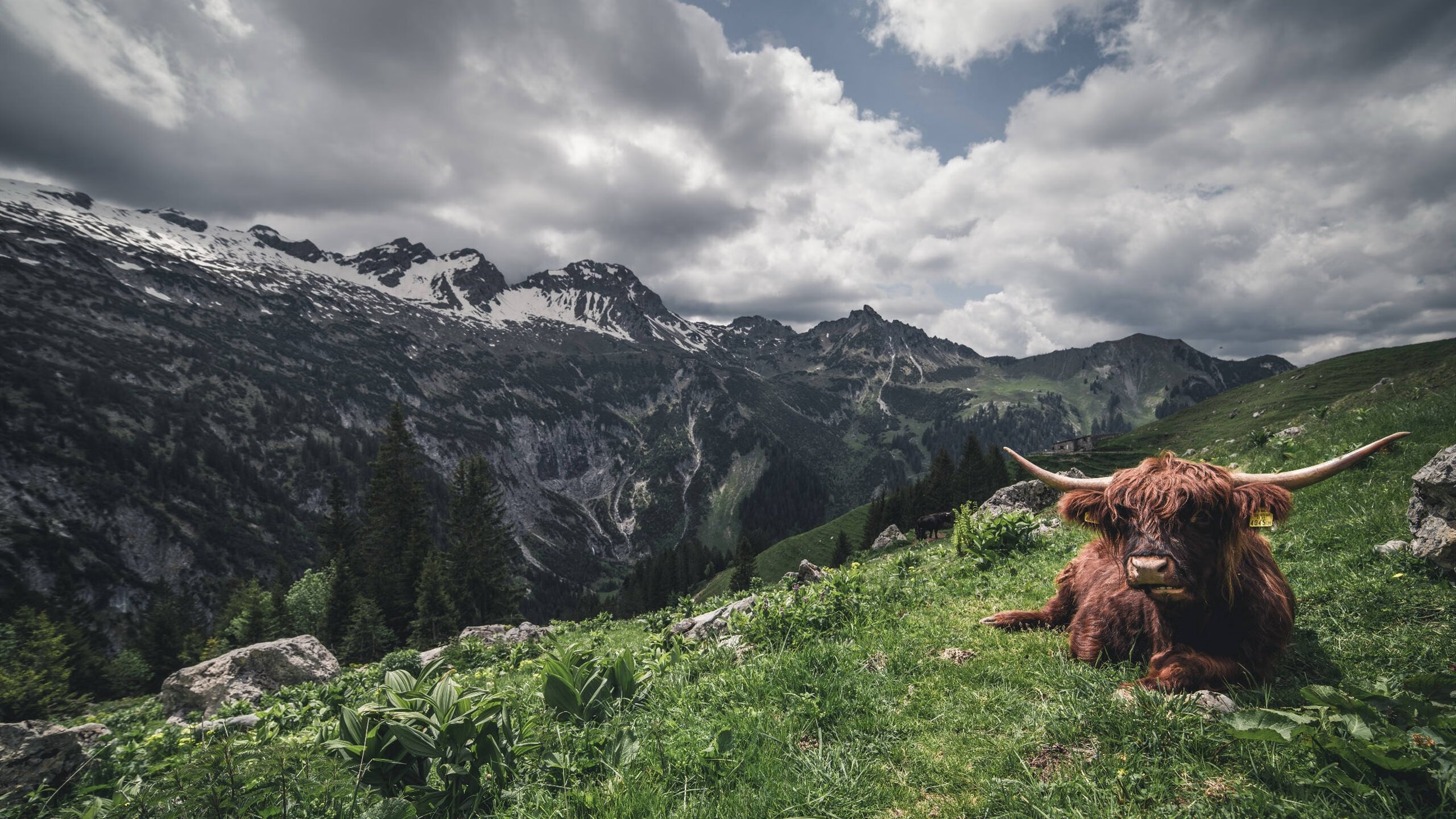 恩比德统治进攻端,雄鹿力克黄蜂背后的战术博弈